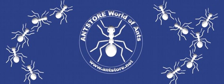 ANTSTORE Titel